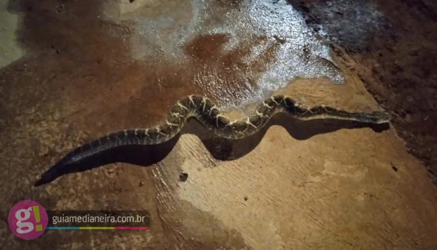 Medianeira: Morador do Florença relata aparecimento de cobra cascavel ...
