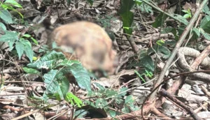 Ossada humana é encontrada em área de mata na região da Ponte Molhada, em Missal - Guia Medianeira
